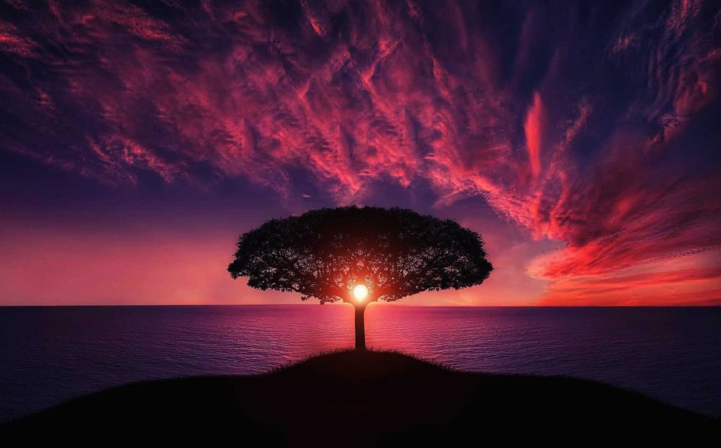 Baum mit Sonnenuntergang am Wasser